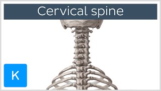 Cervical spine  Anatomy Diagram amp Definition  Human Anatomy  Kenhub [upl. by Eenot]