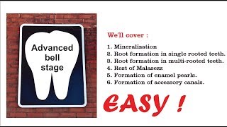 Advanced bell stage Odontogenesis [upl. by Tom]
