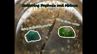 How To Culture Daphnia and Moinas using Green Water Spirulina powder [upl. by Brock]