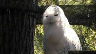 Snowy Owl Hooting [upl. by Chimene]