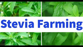 Stevia Farming for Beginners [upl. by Liss]