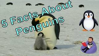 Penguin Facts for Kids [upl. by Glory188]