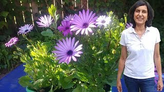 Propagating African Daisies with updates [upl. by Sacram]