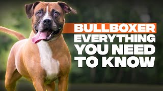 9 Things You Need to Know Before Getting A Pitbull Boxer MixBullboxer 2020 [upl. by Rhpotsirhc]