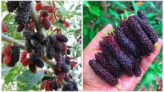 Lots of Mulberry harvesting [upl. by Gnahc]