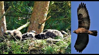 BUZZARD ALARM CALLS 👀 SCREAMING to Chicks 👀 CALLING amp MEWING In Flight [upl. by Ddat178]