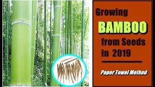 How To Grow BAMBOO from Seeds Easy Paper Towel Method Seed Germination [upl. by Curhan]