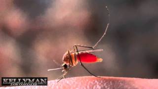 ZANCUDO SACANDO SANGRE MOSQUITO [upl. by Anitac]