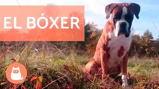 El perro bóxer  Pequeño documental [upl. by Teiluj237]