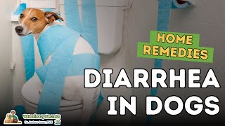 Diarrhea in Dogs How To Quickly Treat At Home [upl. by Nahgam272]