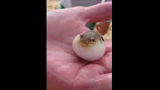 BABY pufferfish [upl. by Marya]