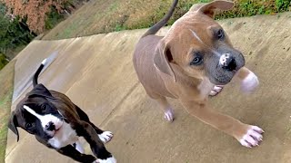 PITBULL BOXER MIX PUPPIES [upl. by Sarson947]