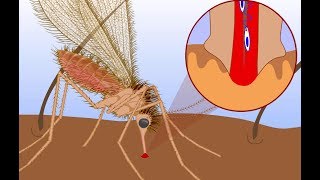 Leishmaniasis life cycle [upl. by Wendye]