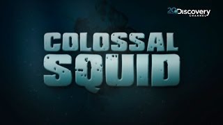 Discovering A Rare Giant Squid  Colossal Squid [upl. by Casavant348]