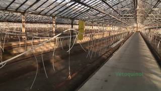 Vetoquinol Greenhouse Biosecurity Program for Vegetables [upl. by Enomsed]