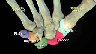 Funky Anatomy EXAM QUESTIONS Carpal and Hand Bones [upl. by Skantze353]