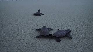 Hawksbill sea turtle hatchlings making their way to sea [upl. by Mehetabel]