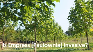 Is Empress Paulownia invasive [upl. by Tchao203]