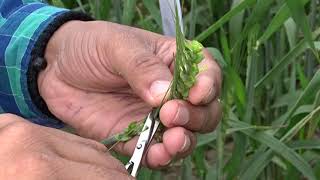 Hybridization Crossing technique Emasculation amp Pollination in wheat Triticum aestivum [upl. by Margaretta37]