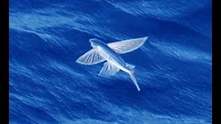 Facts The Flying Fish [upl. by Buford]