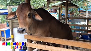 Cows and Horses Videos 🐴🐮 Real Animals ✨ Vacas y Caballos para niños 🐴🐮 Mimonona Stories [upl. by Ellehc37]