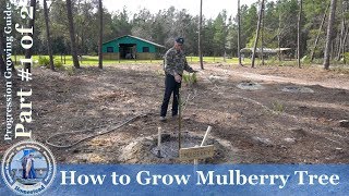 How to Grow Mulberry Tree PROGRESSION Growing Guide  1 [upl. by Fredric]