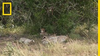 A Place for Cheetahs  National Geographic [upl. by Namya892]