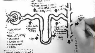 Nephron Function [upl. by Akimot]