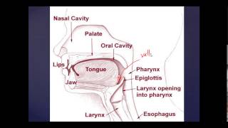 Basic Mouth and Throat Anatomy Anesthesia and ENT Basics [upl. by Netsryk77]