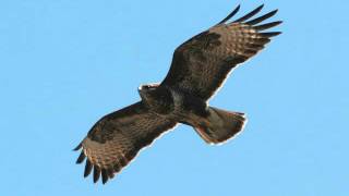 SOUND OF THE COMMON BUZZARD [upl. by Macmahon]