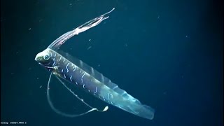 Facts The Giant Oarfish [upl. by Nemrac]