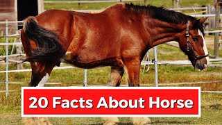 20 INTERESTING FACTS ABOUT HORSES [upl. by Airpal214]