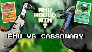 Emu vs Cassowary Who would win in a fight [upl. by Tersina]