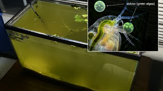 Raising Daphnia for the Freshwater Aquarium [upl. by Laemaj]