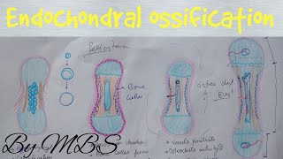 Endochondral ossification  easy explaination [upl. by Yendyc359]