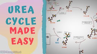 UREA CYCLE MADE EASY 2020  METABOLISMS MADE SIMPLE [upl. by Shelden619]