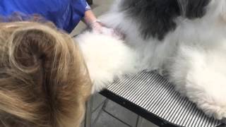 Primping an Old English Sheepdog for show [upl. by Daile]