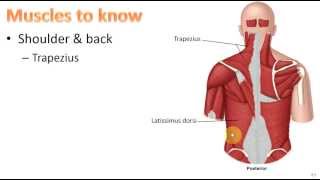 Anatomy Ch 9  Muscular System [upl. by Barden186]