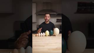 I Cooked the World’s CRAZIEST Eggs [upl. by Yahsan315]