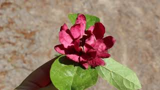 Sweetshrub Calycanthus floridus and hybrids  Plant Identification [upl. by Ettelrats]