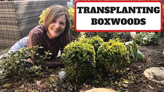 Transplanting Boxwoods Buxus [upl. by Grunenwald]