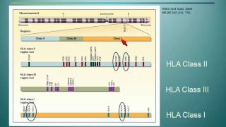 The Great Search  HLA Typing Donor Selection and Beyond [upl. by Akienom]