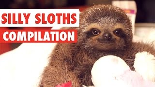 Silly Sloths Video Compilation 2017 [upl. by Nagle]