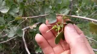 Identifying a Currant Bush Ribes Aureum [upl. by Nette]