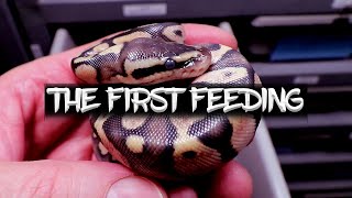 Feeding Ball Python Hatchlings First Time After Hatching [upl. by Adnarrim]