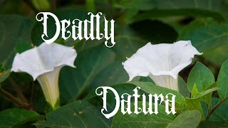 The Deadly Datura Plant Identification Cautions and Medicinal Uses [upl. by Ayikal]