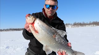 Tullibee Ice Fishing  How to Rig and Fish Cisco [upl. by Mun]