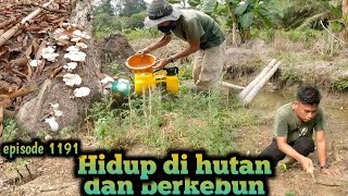 derita petani berkebun di musim kemarau warta petani muda hidup di hutan [upl. by Binni]