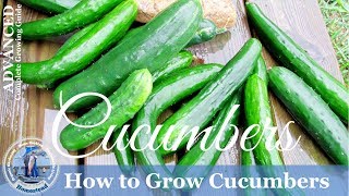 How To Grow Cucumbers Vertically on a Trellis [upl. by Clementia]