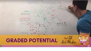 Graded Potential  Neuron [upl. by Vorfeld]